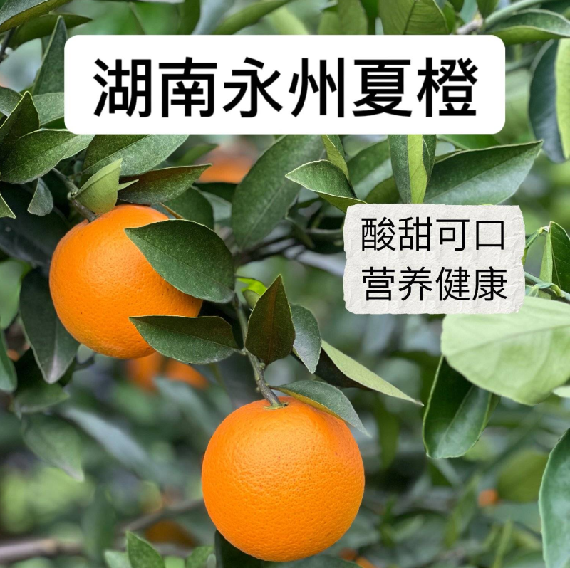 夏橙，江永县产区/自家果园/农家种植/品质严选/榨汁果