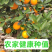 夏橙，江永县产区/自家果园/农家种植/品质严选/榨汁果