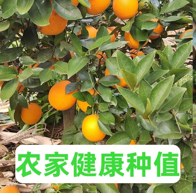 夏橙，江永县产区/自家果园/农家种植/品质严选/榨汁果
