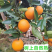 夏橙，江永县产区/自家果园/农家种植/品质严选/榨汁果
