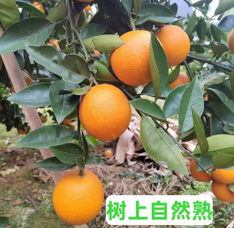 夏橙，江永县产区/自家果园/农家种植/品质严选/榨汁果