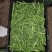 贵州长寿仁豌豆大量上市生长环境好品质上乘承接市场