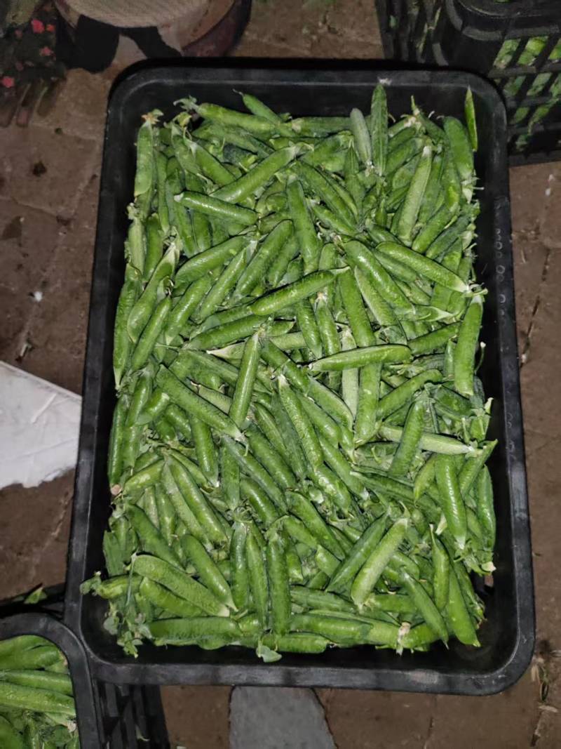 贵州长寿仁豌豆大量上市生长环境好品质上乘承接市场
