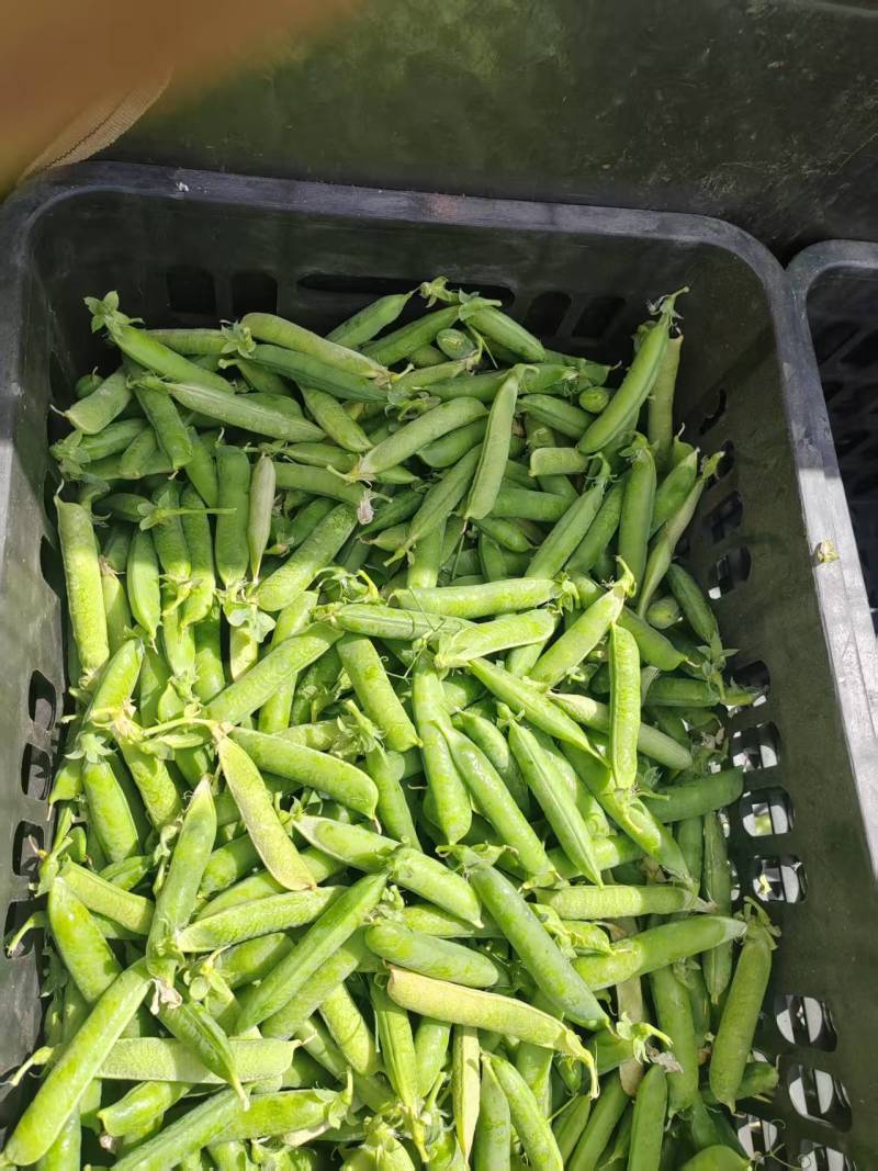 贵州长寿仁豌豆大量上市生长环境好品质上乘承接市场
