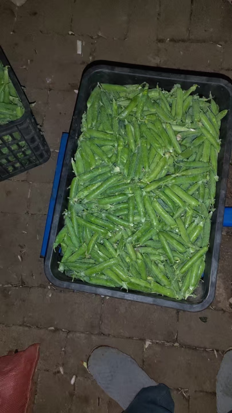 贵州长寿仁豌豆大量上市生长环境好品质上乘承接市场