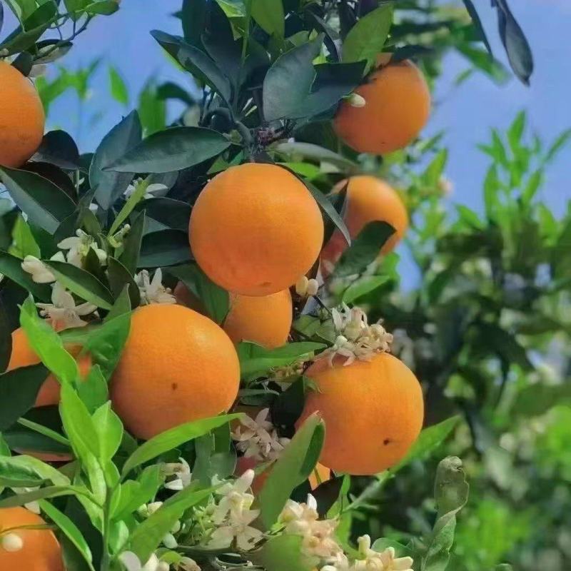 伦晚春橙甜橙大量上市现采现发口感纯甜化渣水分充足