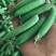 豌豆豌豆角甜豌豆产地直发诚信经营对接全国