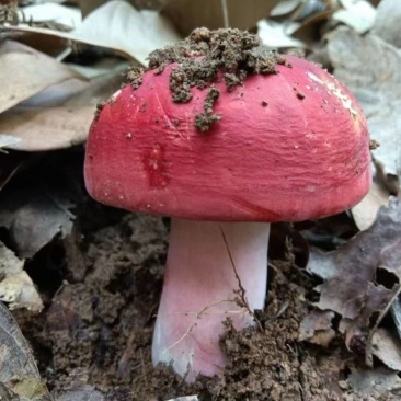 闽西北野生红菇