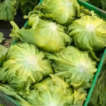团生菜，圆生菜