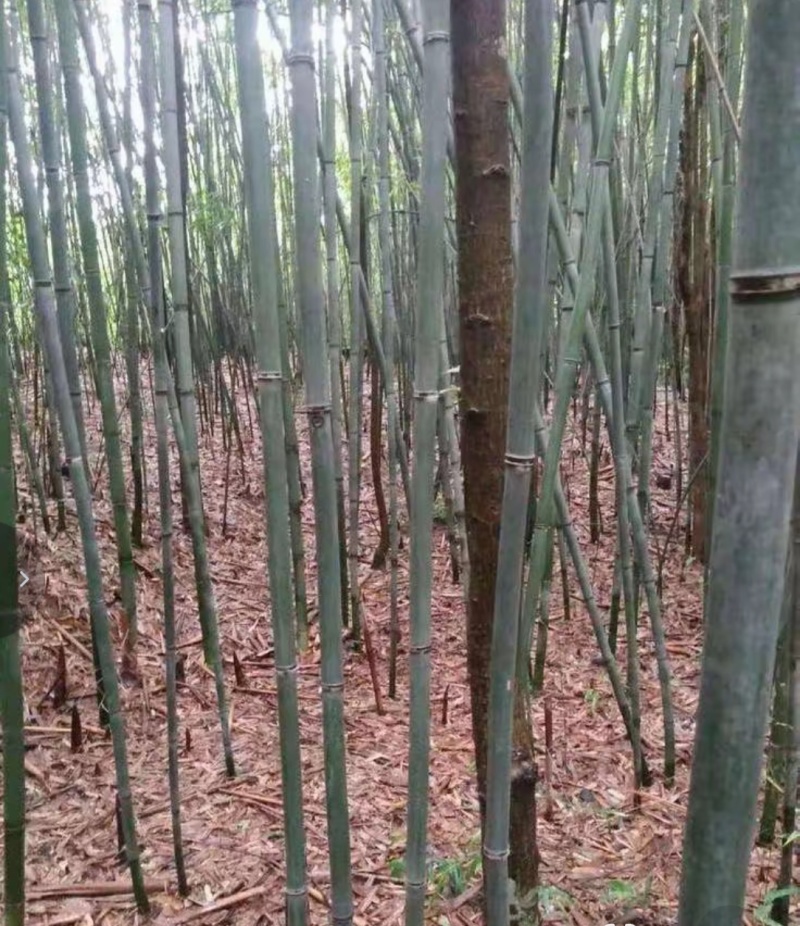 苦笋