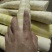 苦笋