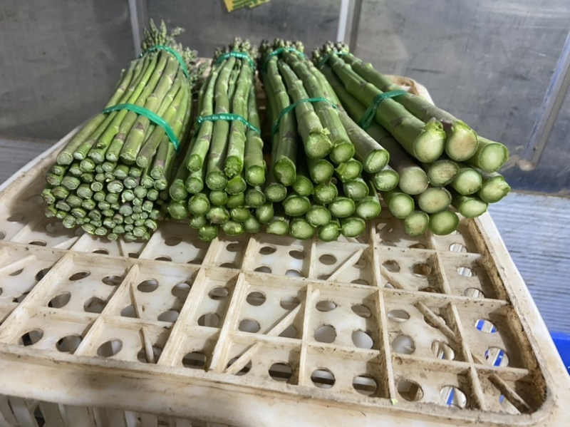 芦笋基地，现采现发，长期合作