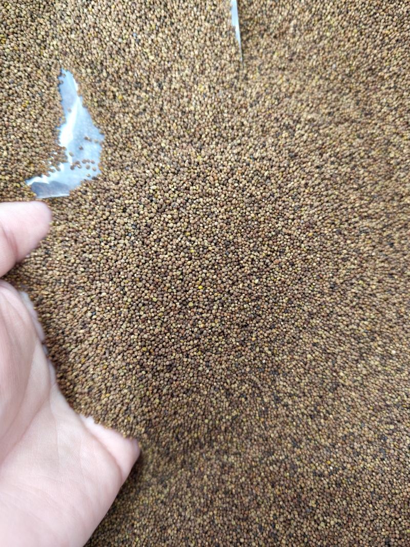 特级菟丝子正宗内蒙***新货菟丝子