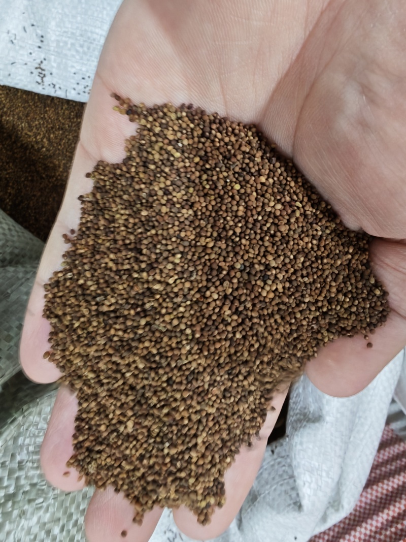 特级菟丝子正宗内蒙***新货菟丝子
