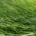 紫穗狼尾草基地供应