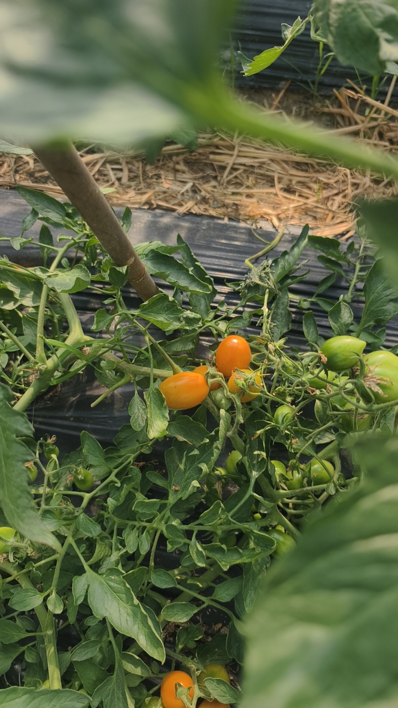 多彩小番茄