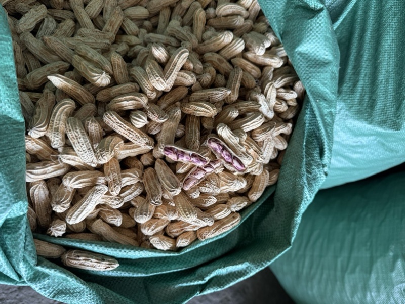 七彩花生带壳干果品质保证价格美丽欢迎联系