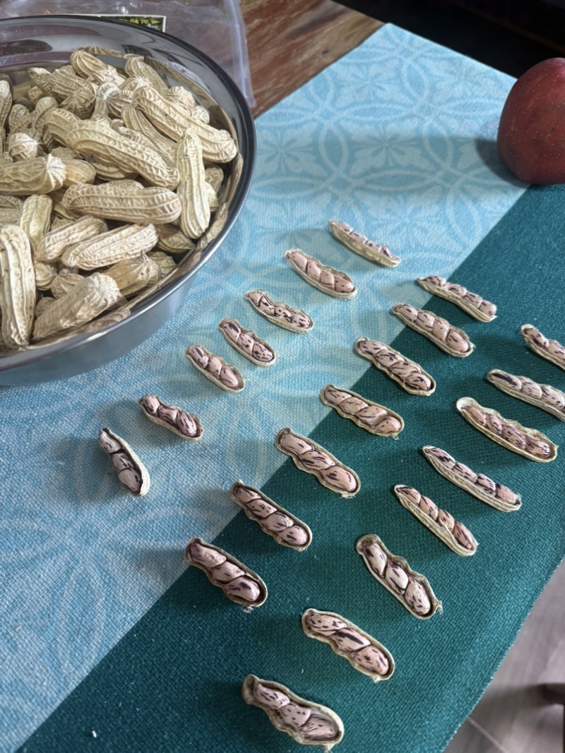 七彩花生带壳干果品质保证价格美丽欢迎联系