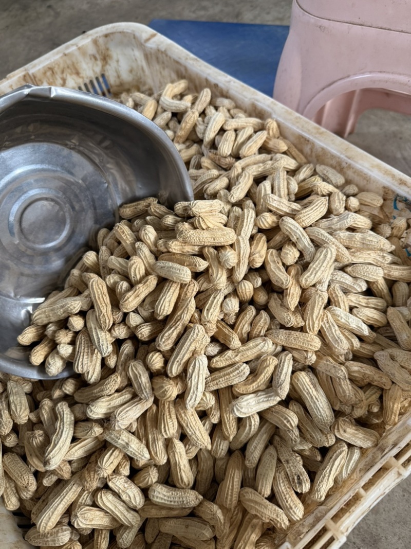 七彩花生带壳干果品质保证价格美丽欢迎联系