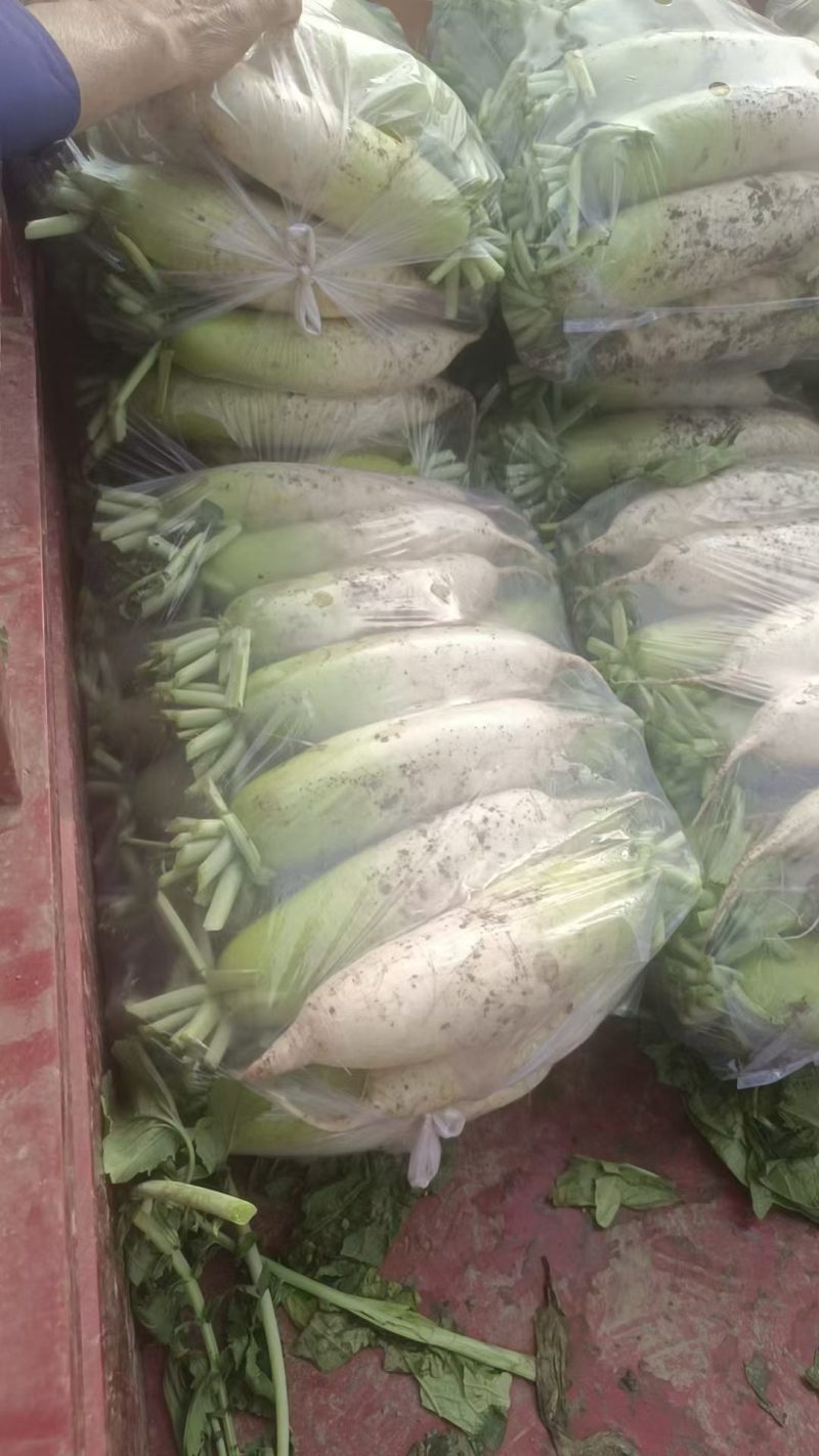 精品白萝卜，质优价廉，一手货源产地直供！