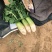 精品白萝卜，质优价廉，一手货源产地直供！