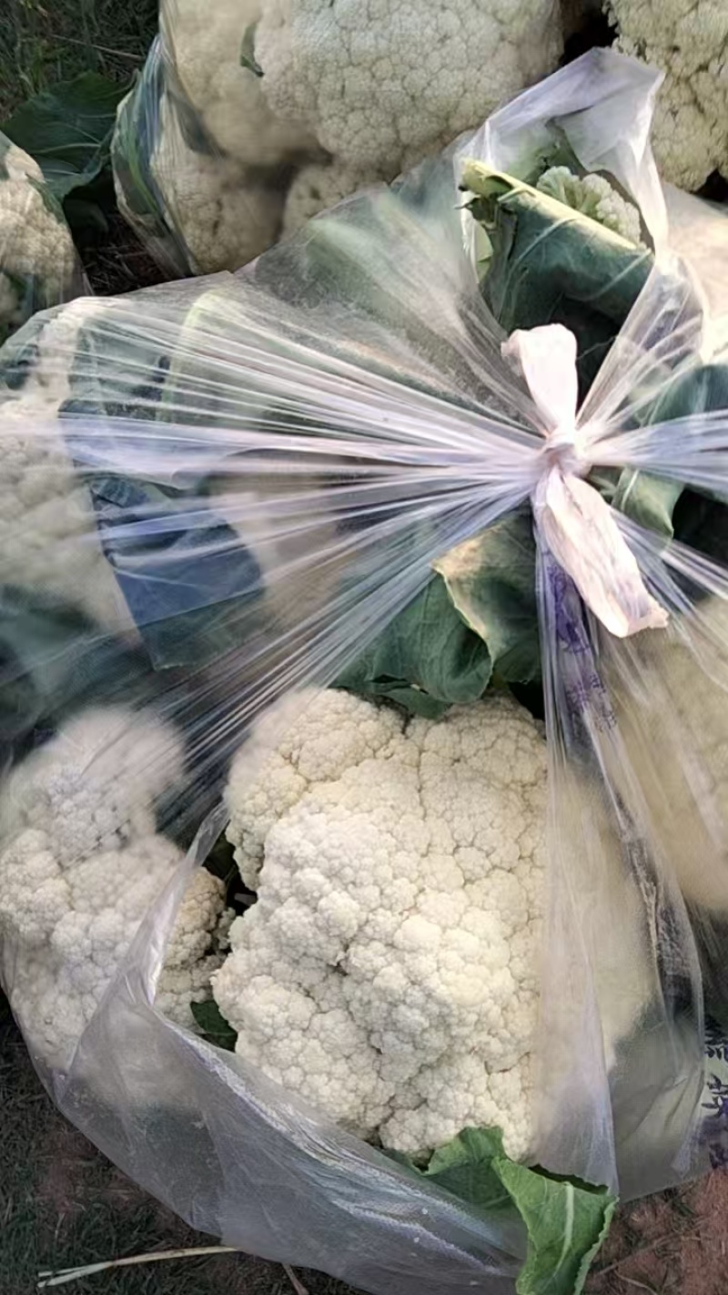 精品有机花，产地直供市场