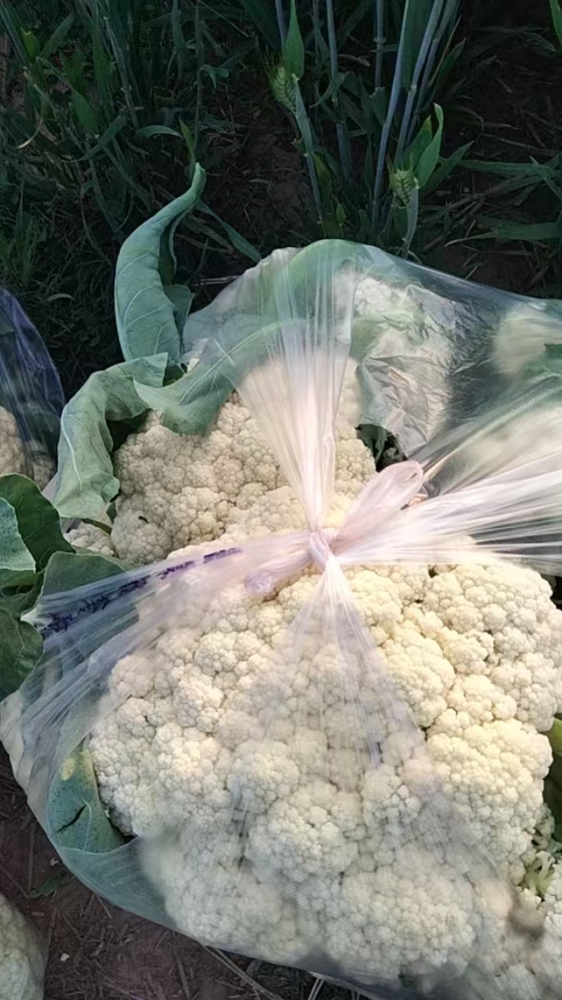 精品有机花，产地直供市场
