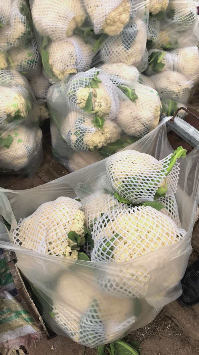 精品有机花，产地直供市场
