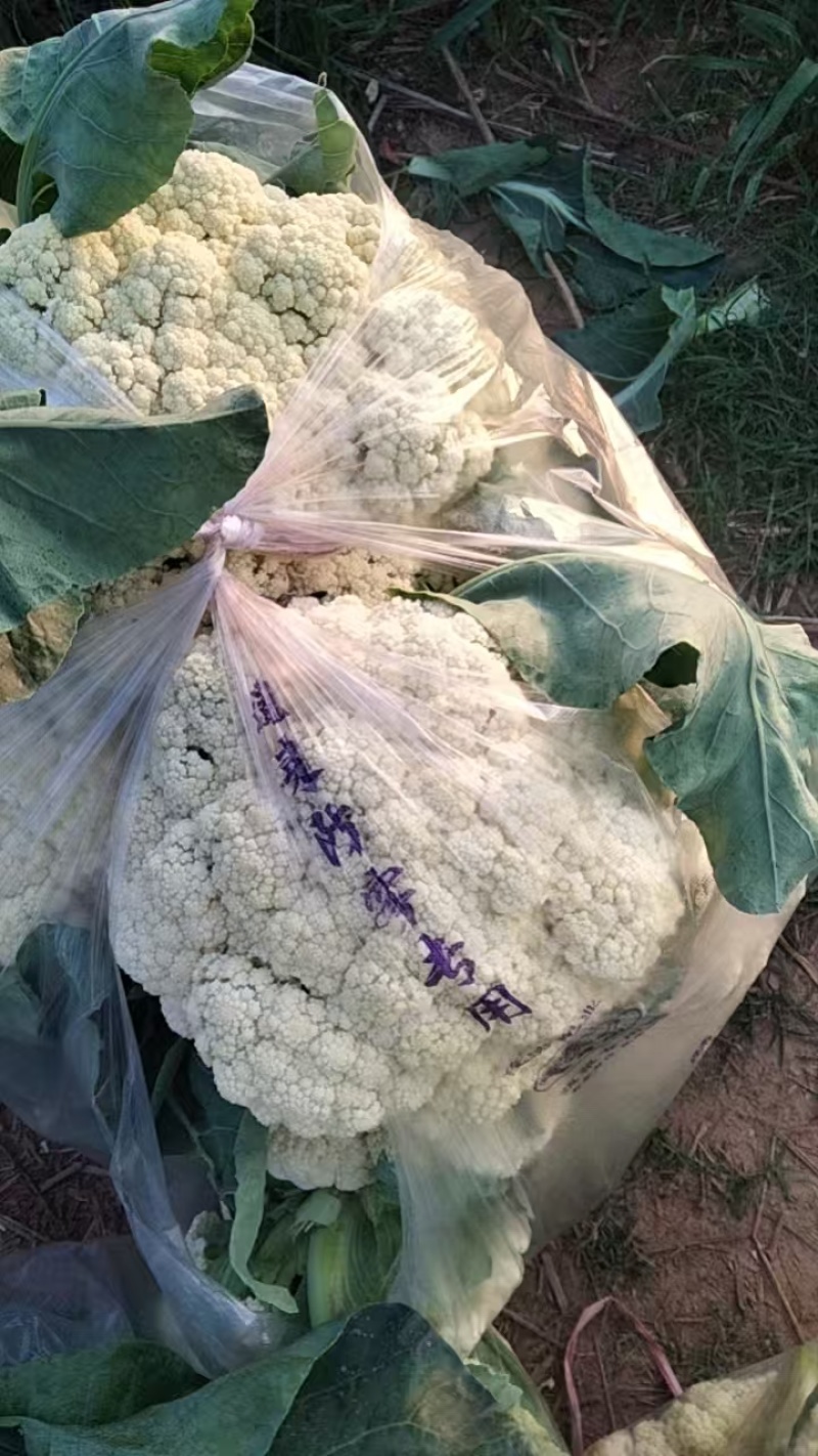 精品有机花，产地直供市场