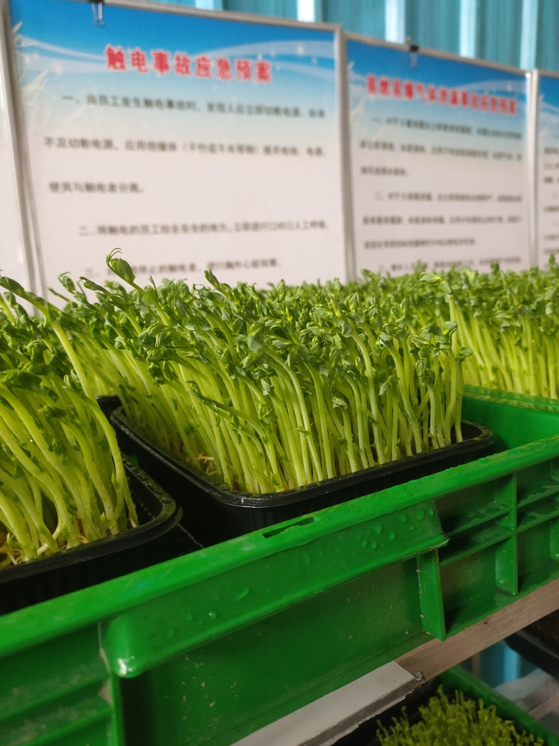 芽苗菜豌豆苗