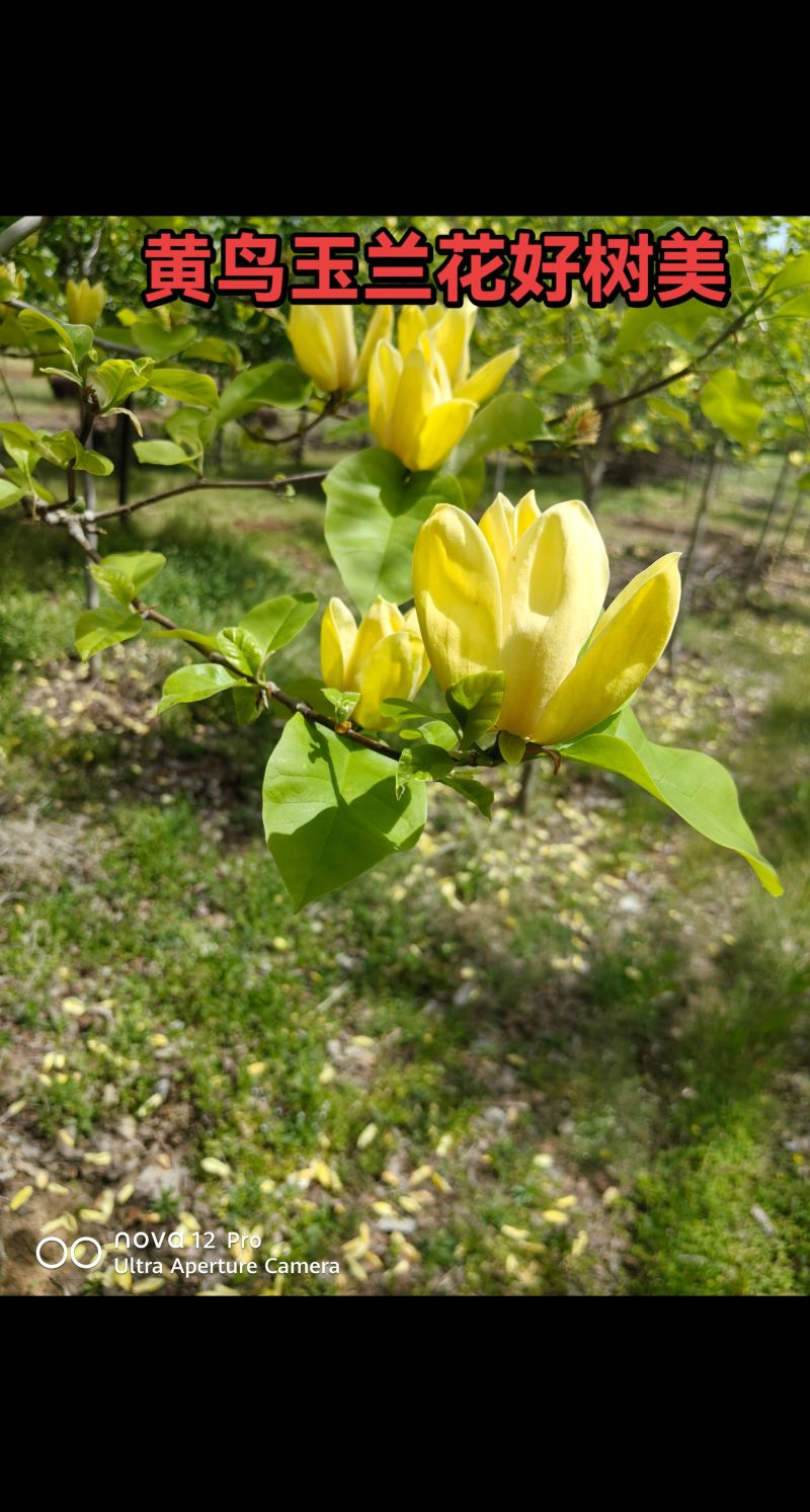 黄鸟玉兰花