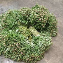 四川重瓣芍药鲜切花
