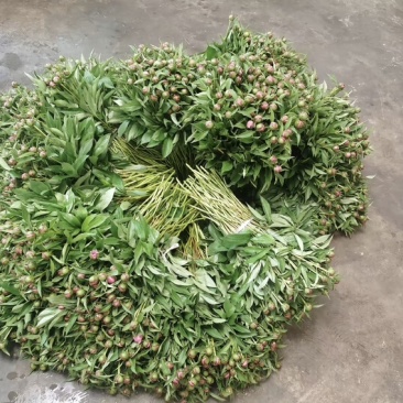 四川重瓣芍药鲜切花
