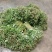 四川重瓣芍药鲜切花