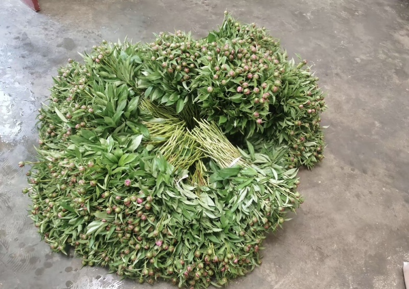 四川重瓣芍药鲜切花