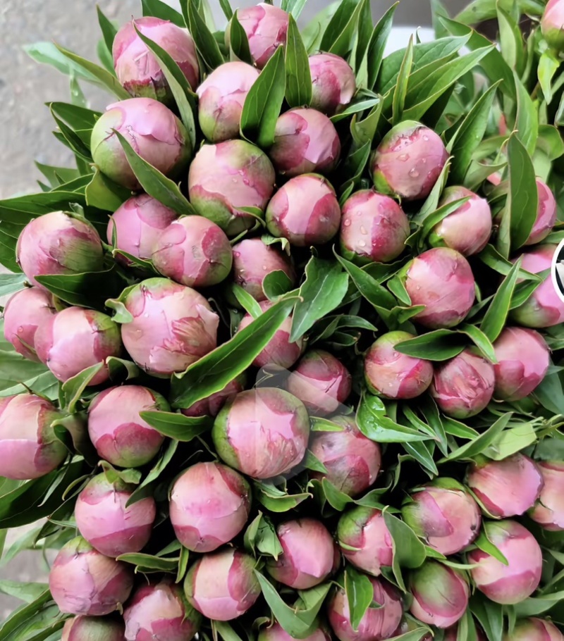 四川重瓣芍药鲜切花