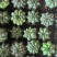 绯花玉开花的仙人球盆栽组合套餐多肉植物办公室内花卉***
