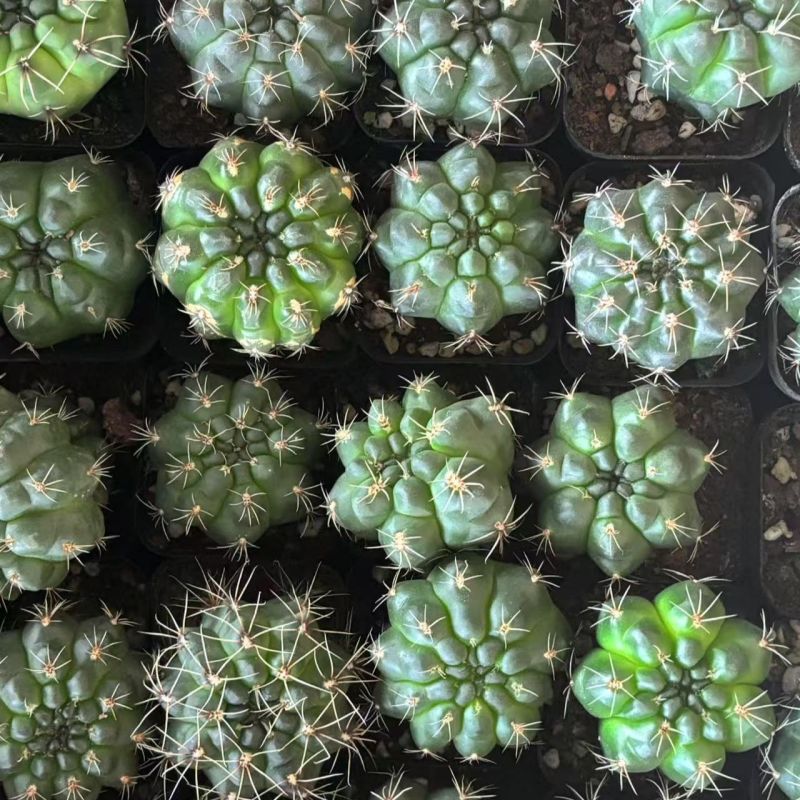 绯花玉开花的仙人球盆栽组合套餐多肉植物办公室内花卉***