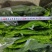 新苗螺丝椒上市，大型种植基地直供，精品货，中上货现货供应
