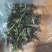 源头批发滑竹梁子云南白茶散茶高山白茶