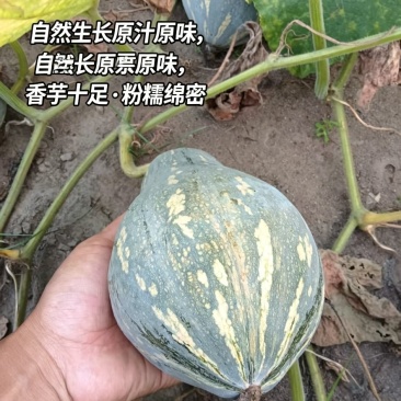 新鲜香芋南瓜靓货上市啦5万斤香芋南瓜欢迎大家来采购