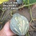 新鲜香芋南瓜靓货上市啦5万斤香芋南瓜欢迎大家来采购