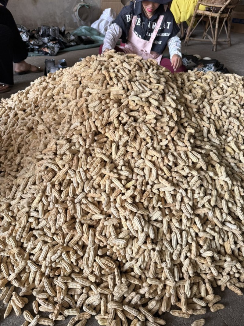 黑花生带壳干果品质保证服务周到一手货源