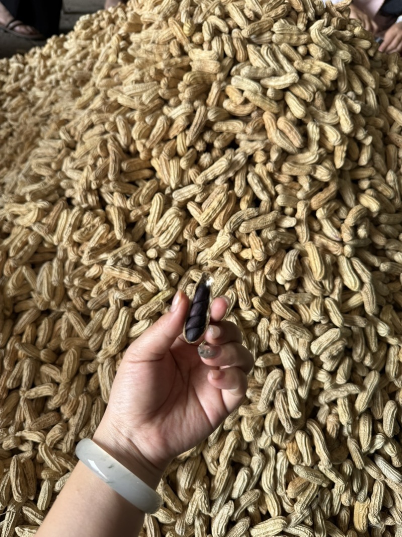 黑花生带壳干果品质保证服务周到一手货源