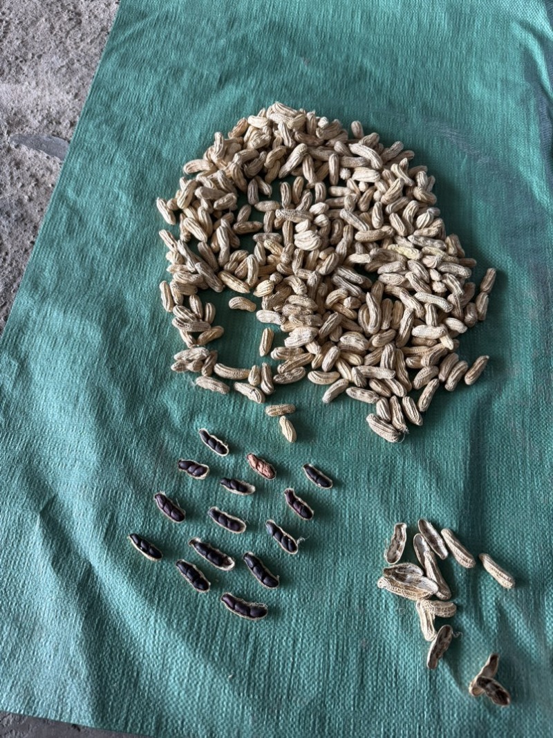 黑花生带壳干果品质保证服务周到一手货源