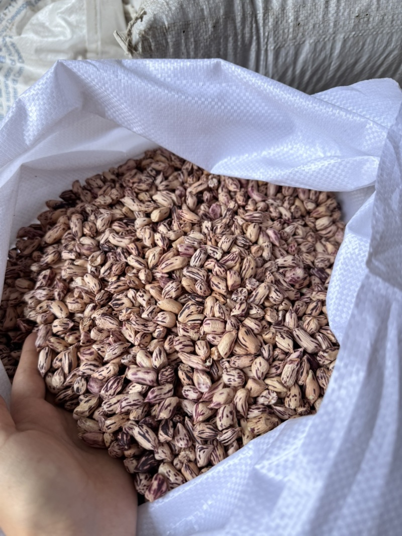 七彩花生米品质保证服务周到产地直发价格美丽