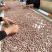 七彩花生米品质保证服务周到产地直发价格美丽