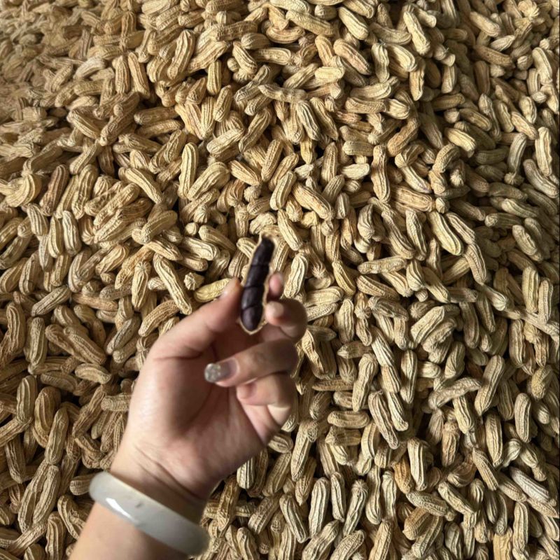 黑花生带壳干果品质保证服务周到一手货源