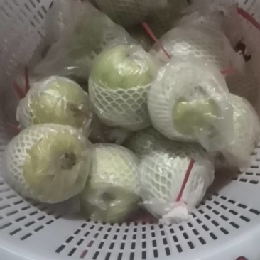 工厂压汁花皮果白心番石榴