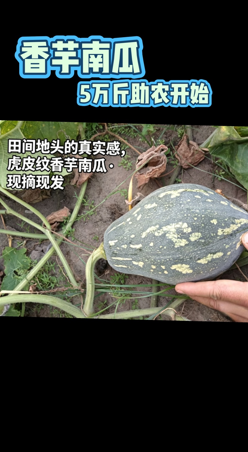 新鲜香芋南瓜靓货上市啦5万斤香芋南瓜欢迎大家来采购
